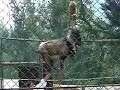 monkey on a goat does a handstand monkey on a goat does a handstand