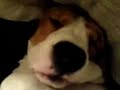 nonnies-pups-first-food3.html