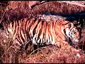 Tiger in Bandhavgad park India video by Shirishkumar Patil Tiger in Bandhavgad park India video by Shirishkumar Patil