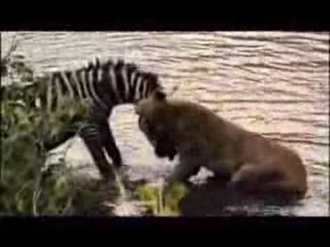 Never Give up: Inspirational video (The Zebra fight and try to drown the lion)