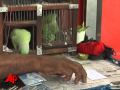 Raw Video:Parakeet Predicts Netherlands WC Win