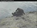 Terrapins mating 04 10 07 1400CAT