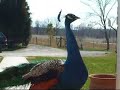 Stupid Peacock