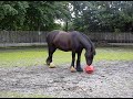 Jasper playing Football Jasper playing Football
