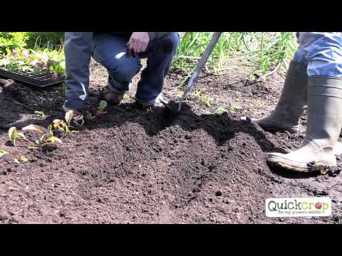 how to replant beetroot