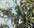 White-eyed Parakeet