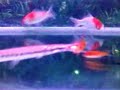 My baby gar eating small fish