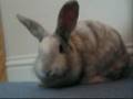 videos de my petz