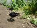 Moorhen Chick