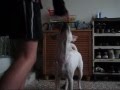 videos de Just Being Happy
