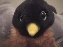 The Robin