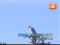 pinguino sobre arbol en hidalgo pinguino sobre arbol en hidalgo