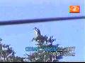 Pinguino en un arbol???