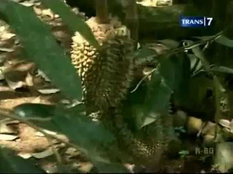 Click to View : YouTube - Festival 1500 Durian Lolong