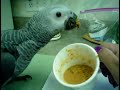 JJ's the Baby African Grey Tries To Feed Himself and Says Hello