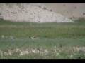 Prairie Dog hit at long range with .204 Ruger twitches