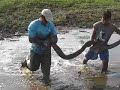 jaguar-domination-video.html