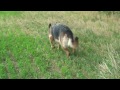 Bavaria Oberfranken Walking around Heiligenstadt area with German shepherds fom Irin Hof HD