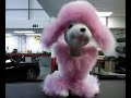 Nodding Dog