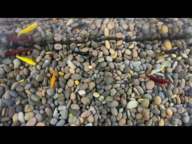 Skittles Shrimp in Fish for Rehoming in Ottawa
