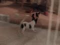 awesinine-chihuahua-shenanigans.html