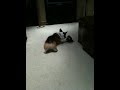 Presley meets the monkey
