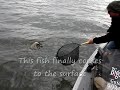 Crappie fishing catfishing catfish cedar creek lake guide se