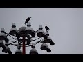 Two, no THREE eagles!