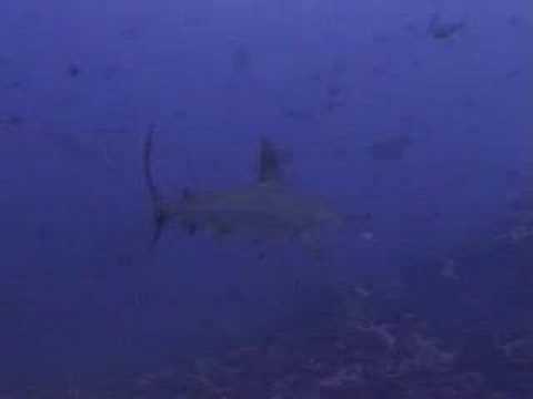 Hammerhead Sharks