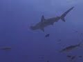 Hammerhead Sharks off Cocos Island, Costa Rica