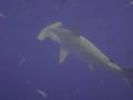 Hammerhead Sharks