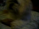 Lhasa Apso