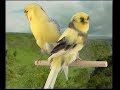 Naturaves - (Postura) Crested.avi