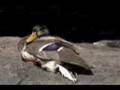 mallard duck on rock