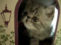 Winston playing in his scratcher!