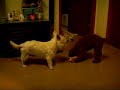トイプードル動画