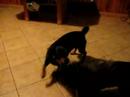 Figo i Tomi
