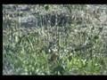 5.13.07 3.47pm Red Billed Hornbill