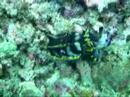 diving paul vermeulen borneo mabul sliedrecht duiken