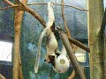 Philadelphia Zoo Sifaka Enrichment Time