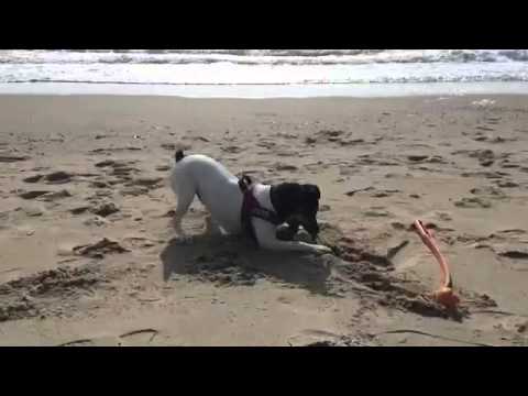 Tinto und die Ballschleuder Slowmotion