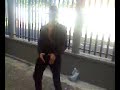 zorro no anime master
