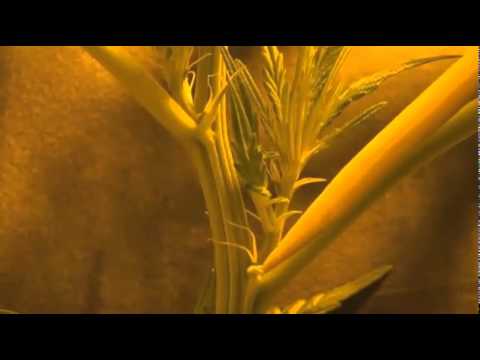 how to harvest male cannabis plants