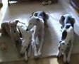 Greyhound