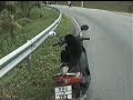 Moto Monkey - Scimmia in motorino Moto Monkey - Scimmia in motorino