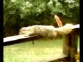 Laziest Squirrel Ever