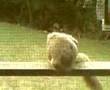 Laziest Squirrel Ever