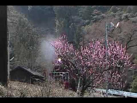 大井川鉄道　青部の桃②