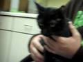 Marquette County Humane Society - Mamacita