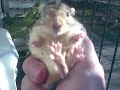 gerbo pet home